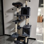 Krabpaal kitten kat poes, 2025